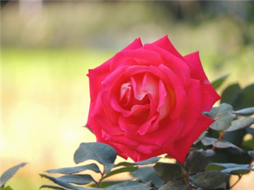 �o�b�N���{�J����ʑ̂������F�o��