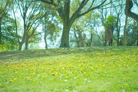 お花畑 定年後の趣味にカメラを