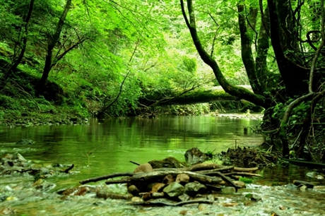 ハイキングでの瞬間 清流
