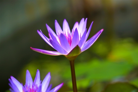 マクロレンズを使った水蓮のマクロ撮影